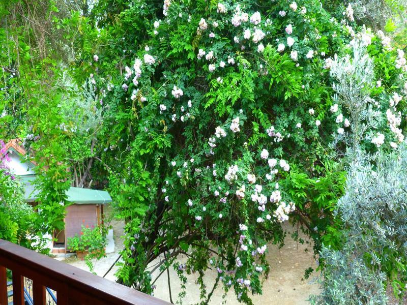 Cirali Simge Holiday Houses Exterior foto